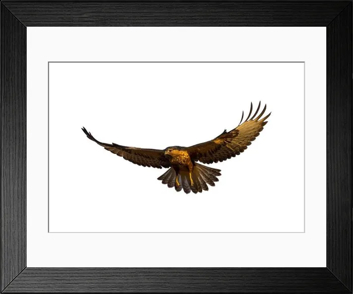 Framed Print : Flying bird. Isolated bird. Bird of prey. White background. Bird: Long legged Buzzard. Buteo rufinus Framed Print : Flying bird. Isolated bird. Bird of prey. White background. Bird: Long legged Buzzard. Buteo rufinus