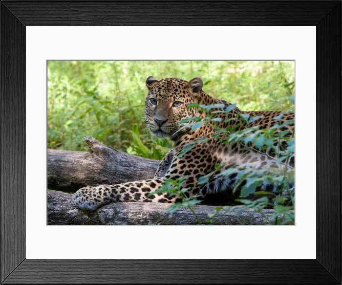 Framed Print : Javan Leopard (Panthera pardus melas), Java Island, Indonesia