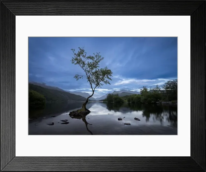 Framed Print : 'The Lonely tree' at Llynn Padarn, LLanberis, Snowdonia, Wales, UK Framed Print : 'The Lonely tree' at Llynn Padarn, LLanberis, Snowdonia, Wales, UK