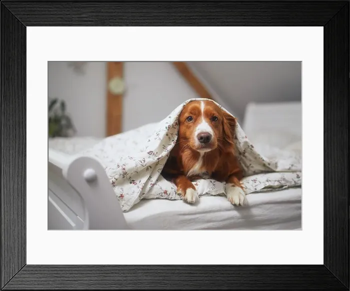 Framed Print : Cute dog alone at home. Nova Scotia Duck Tolling Retriever lying under warm duvet on bed in bedroom Framed Print : Cute dog alone at home. Nova Scotia Duck Tolling Retriever lying under warm duvet on bed in bedroom