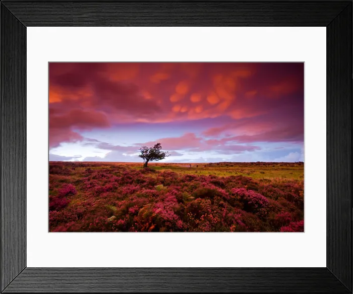 Framed Print : Stormy sunset over the heather carpeted Dunkery Hill Exmoor National Park Somerset England Framed Print : Stormy sunset over the heather carpeted Dunkery Hill Exmoor National Park Somerset England