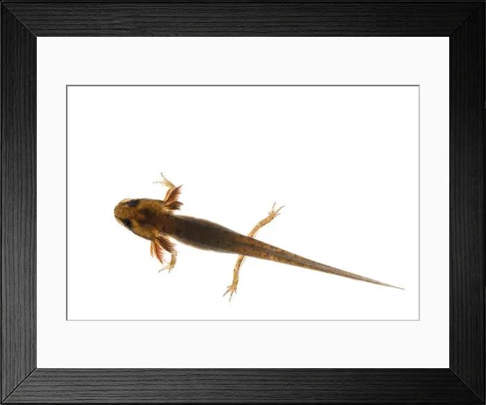 Framed Print : common smooth newt advanced larvae legs developing with external feathery gills will leave pond late summer or autumn Framed Print : common smooth newt advanced larvae legs developing with external feathery gills will leave pond late summer or autumn