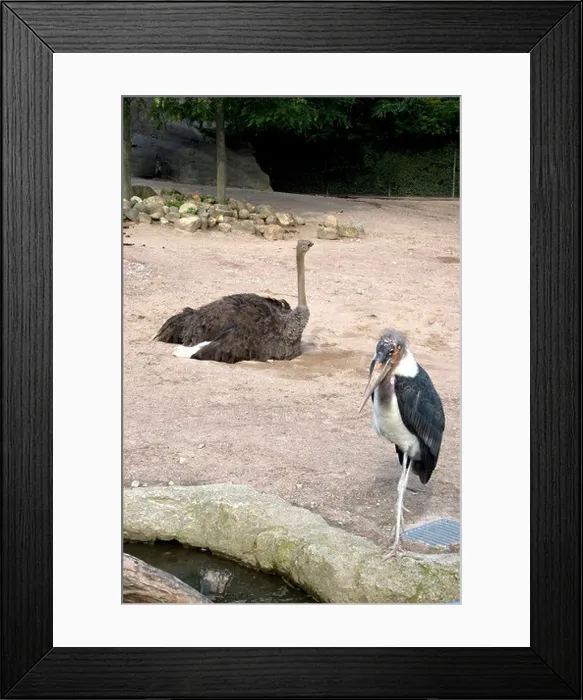 Framed Print : Marabou and Ostrich Framed Print : Marabou and Ostrich