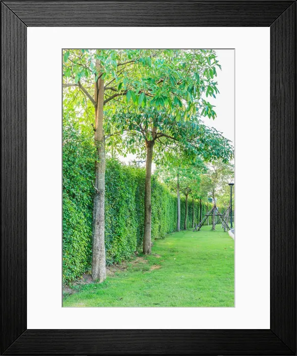 Framed Print : Green grass, green hedge and green trees background in the garden Framed Print : Green grass, green hedge and green trees background in the garden
