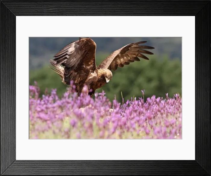 Framed Print : Golden eagle among purple flowers with the first light of day Framed Print : Golden eagle among purple flowers with the first light of day