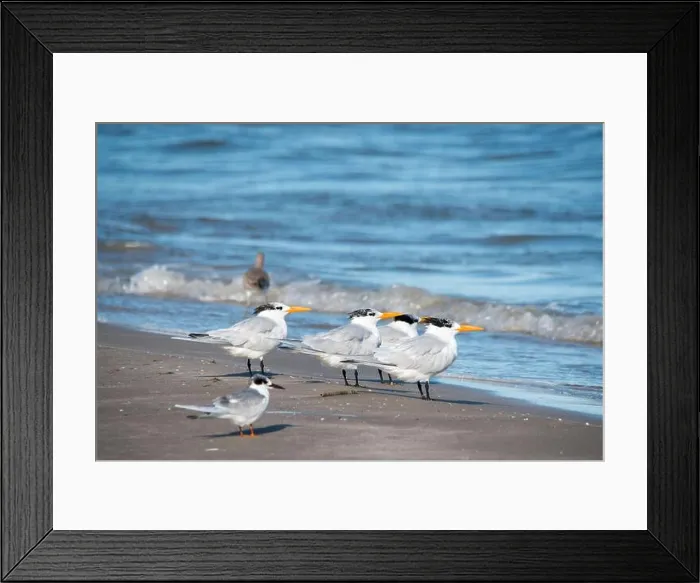 Framed Print : Royal Terns on South Padre Island Beach, Texas Framed Print : Royal Terns on South Padre Island Beach, Texas