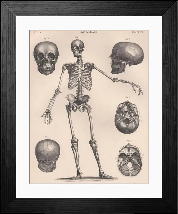Framed Print : Human Skeleton from front. Anatomy. Skull. BRITANNICA 1898 old antique print Framed Print : Human Skeleton from front. Anatomy. Skull. BRITANNICA 1898 old antique print