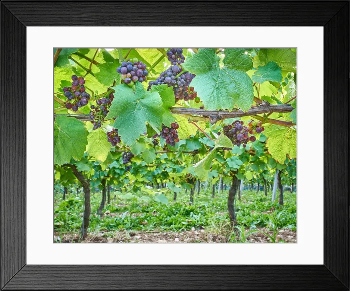 Framed Print : Black grapes growing on the vine in an English vineyard on the South Downs Framed Print : Black grapes growing on the vine in an English vineyard on the South Downs