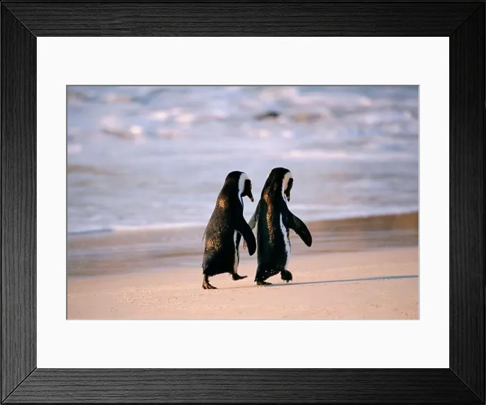 Framed Print : African Penguins walking hand in hand near Capetown, South Africa Framed Print : African Penguins walking hand in hand near Capetown, South Africa