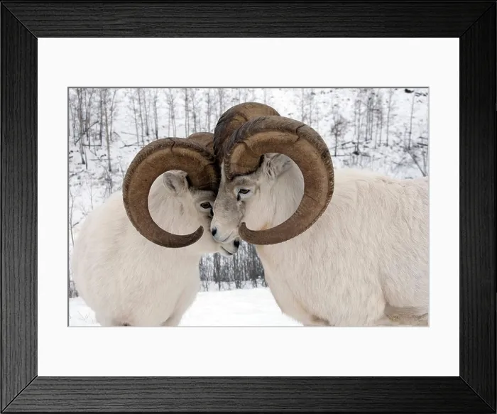 Framed Print : Close up of male Dall Sheep exhibiting dominant behavior, Yukon Territory, Canada during Winter Framed Print : Close up of male Dall Sheep exhibiting dominant behavior, Yukon Territory, Canada during Winter