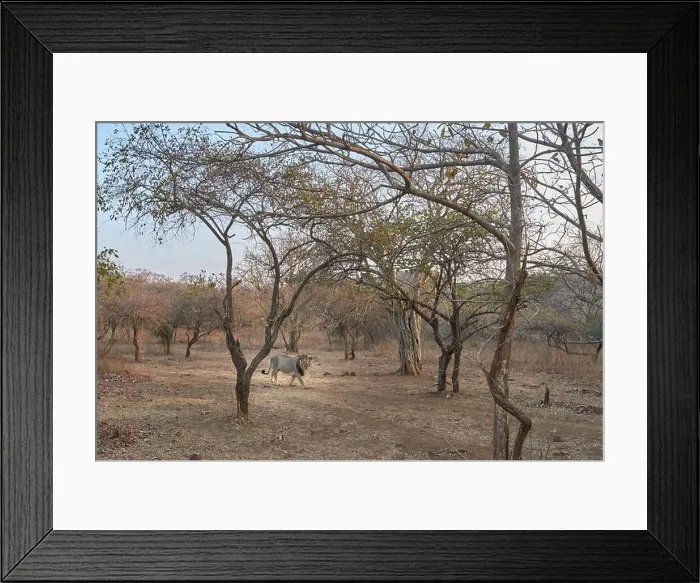 Framed Print : Asiatic Wild Lion prowling at gir forest, India Framed Print : Asiatic Wild Lion prowling at gir forest, India