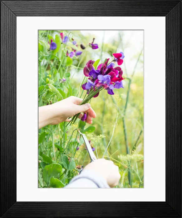 Framed Print : picking sweet peas sweet pea posy garden Framed Print : picking sweet peas sweet pea posy garden