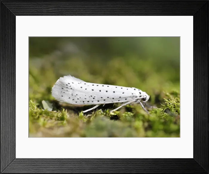 Framed Print : Bird-cherry Ermine Yponomeuta evonymella Framed Print : Bird-cherry Ermine Yponomeuta evonymella