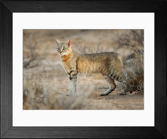 Framed Print : An African wild cat (Felis silvestris lybica), Kalahari desert, South Africa Framed Print : An African wild cat (Felis silvestris lybica), Kalahari desert, South Africa