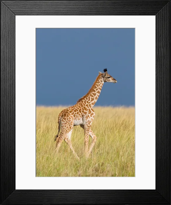 Framed Print : Masai Giraffe Calf, Masai Mara National Reserve, Kenya Framed Print : Masai Giraffe Calf, Masai Mara National Reserve, Kenya