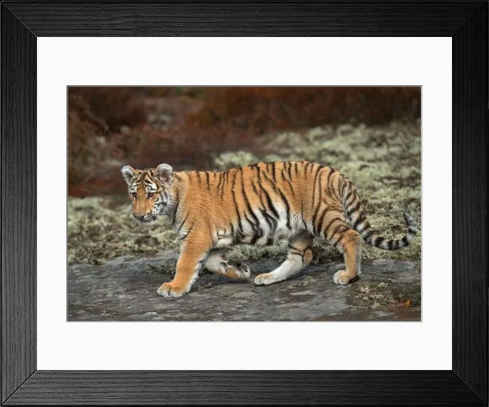 Framed Print : Royal Bengal Tiger / Koenigstiger ( Panthera tigris ) Framed Print : Royal Bengal Tiger / Koenigstiger ( Panthera tigris )