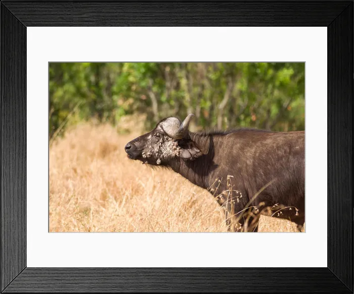 Framed Print : African or Cape buffalo (Syncerus caffer) with facial papillomas warts Framed Print : African or Cape buffalo (Syncerus caffer) with facial papillomas warts