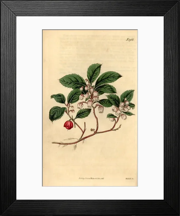 Framed Print : Eastern teaberry, checkerberry Framed Print : Eastern teaberry, checkerberry