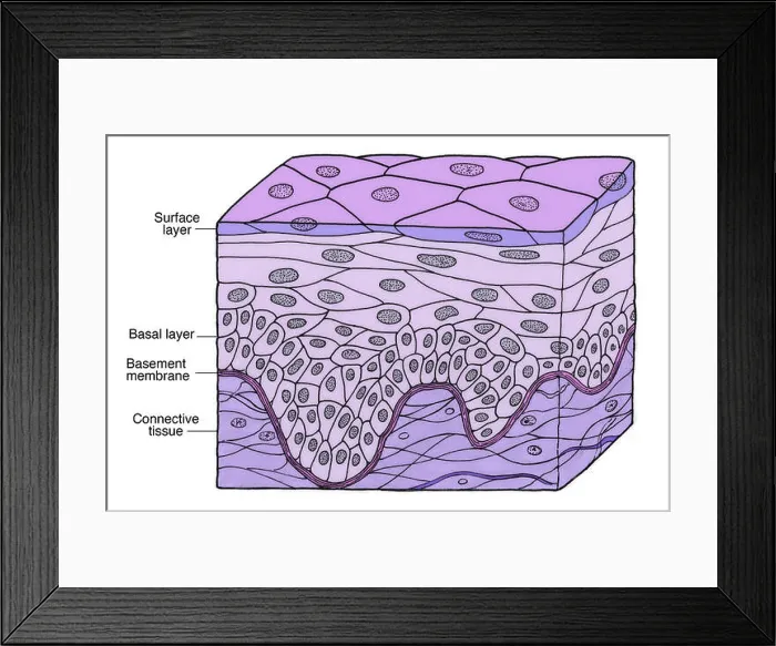 Framed Print : Illustration of Stratified Squamous Epithelium Framed Print : Illustration of Stratified Squamous Epithelium
