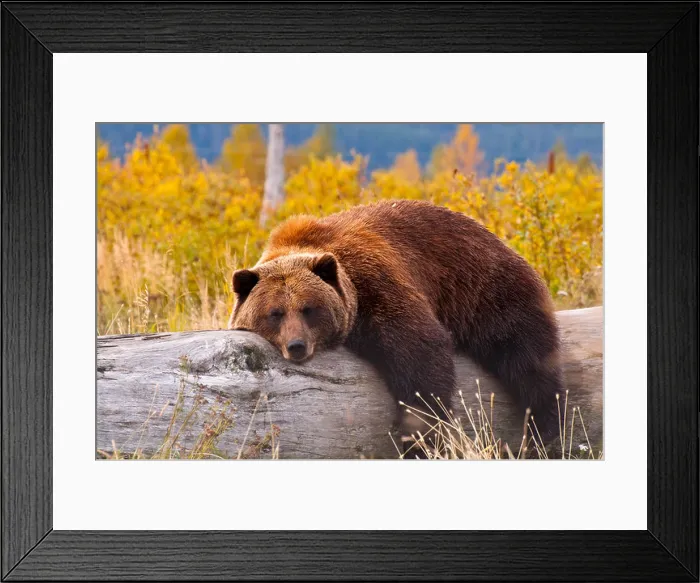 Framed Print : A grizzly bear taking a rest Framed Print : A grizzly bear taking a rest