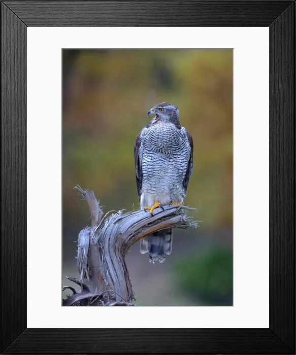 Framed Print : Goshawk (Accipiter gentilis), adult female calling from perch, Biosphärengebiet Schwäbische Alb biosphere reserve Framed Print : Goshawk (Accipiter gentilis), adult female calling from perch, Biosphärengebiet Schwäbische Alb biosphere reserve
