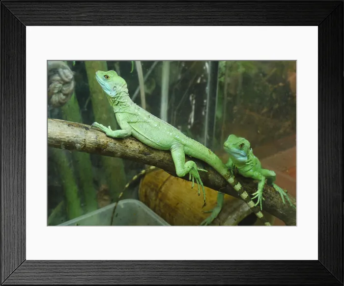 Framed Print : two bright green lizards with striped tails on the rocks of the u terariums. For your design Framed Print : two bright green lizards with striped tails on the rocks of the u terariums. For your design