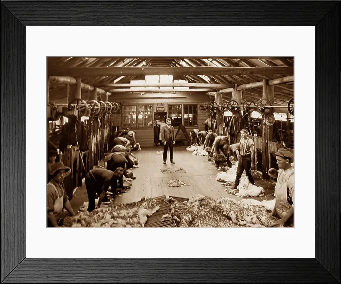 Framed Print : Sheep shearing and grading wool New South Wales Australia Victorian period Framed Print : Sheep shearing and grading wool New South Wales Australia Victorian period