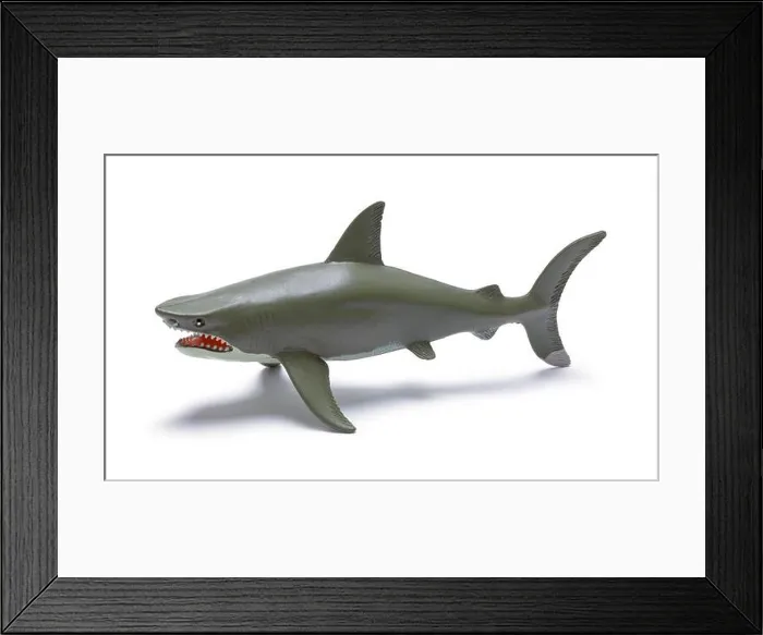 Framed Print : Plastic Shark Toy Cut Out on White Framed Print : Plastic Shark Toy Cut Out on White