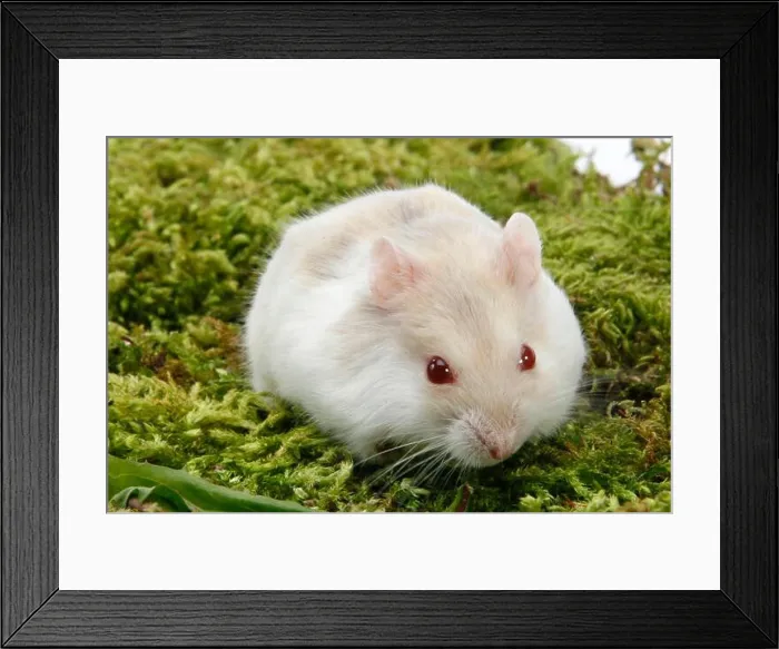 Framed Print : Djungarian hamster (Phodopus sungorus), red-eyed Framed Print : Djungarian hamster (Phodopus sungorus), red-eyed