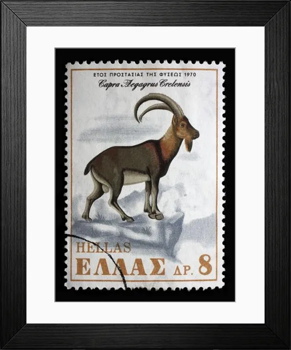Framed Print : Stamp printed in Greece shows Cretan Wild Goat (Capra aegagrus cretensis) Framed Print : Stamp printed in Greece shows Cretan Wild Goat (Capra aegagrus cretensis)