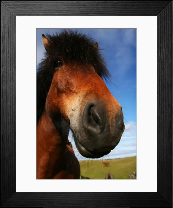 Framed Print : extreme closeup of a horse focus on eyes Framed Print : extreme closeup of a horse focus on eyes