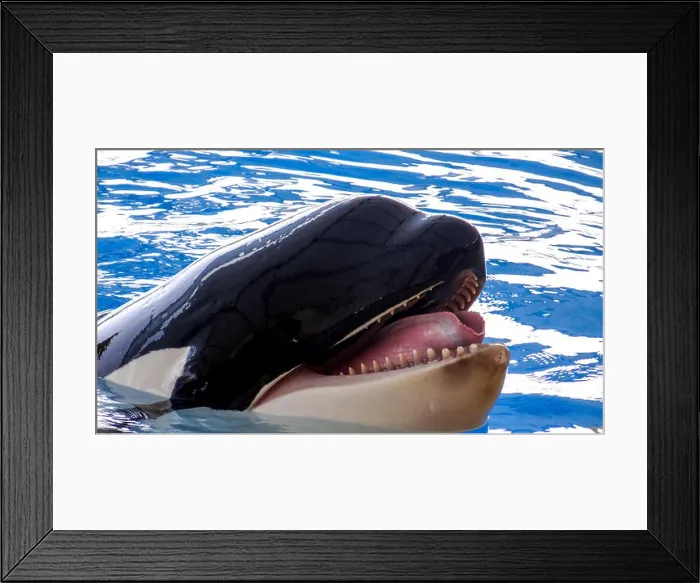 Framed Print : Orca, killer whale, face of orca, big tongue Framed Print : Orca, killer whale, face of orca, big tongue