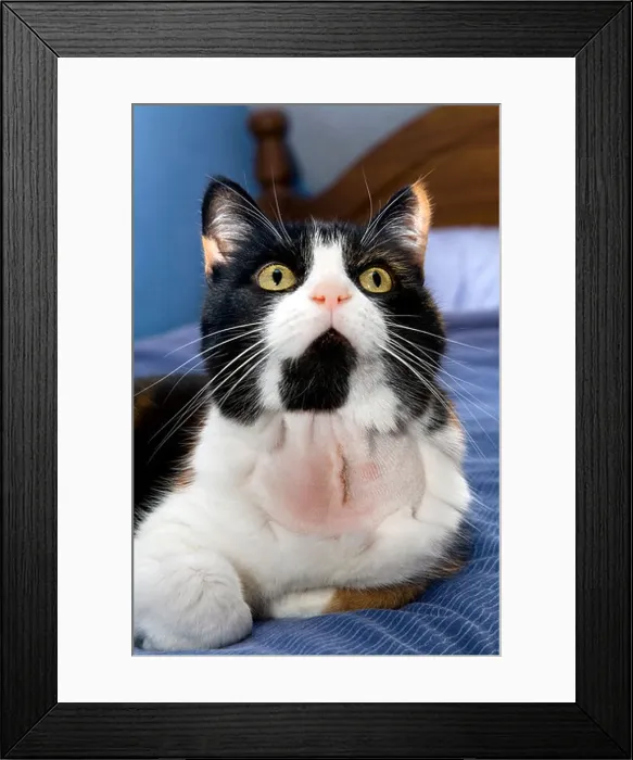 Framed Print : DOMESTIC CAT WITH SHAVED FUR ON NECK AND STITCHES, AFTER THYROID REMOVAL OPERATION Framed Print : DOMESTIC CAT WITH SHAVED FUR ON NECK AND STITCHES, AFTER THYROID REMOVAL OPERATION
