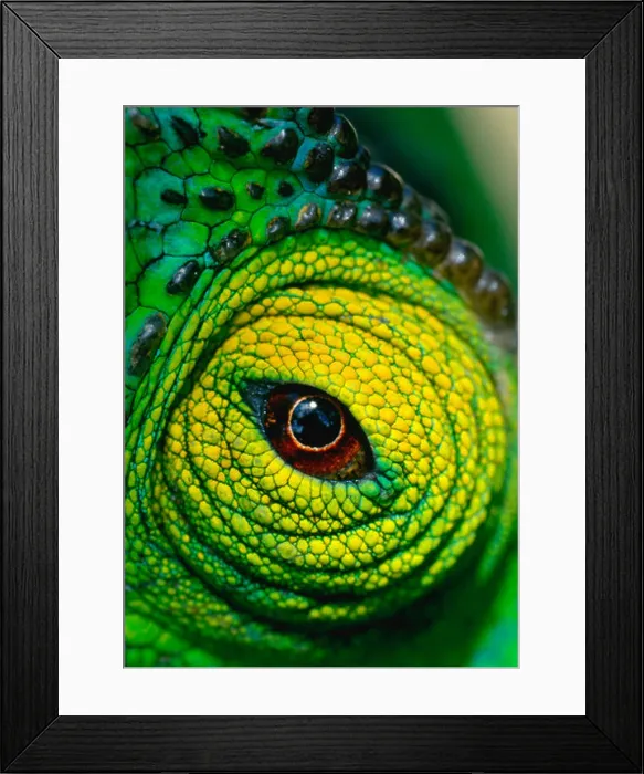 Framed Print : Parsons chameleon eye Framed Print : Parsons chameleon eye