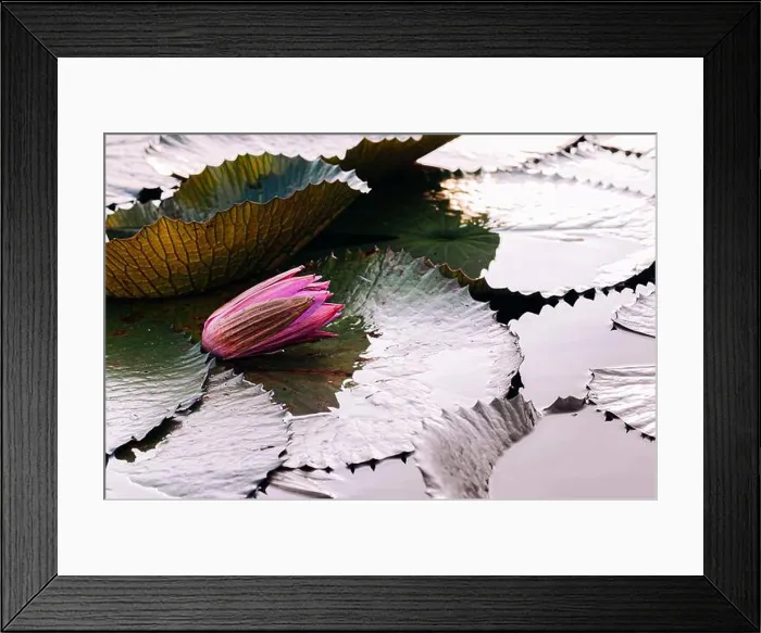 Framed Print : Sweet soft pink lotus water lilies before bloom under morning light - pure Framed Print : Sweet soft pink lotus water lilies before bloom under morning light - pure