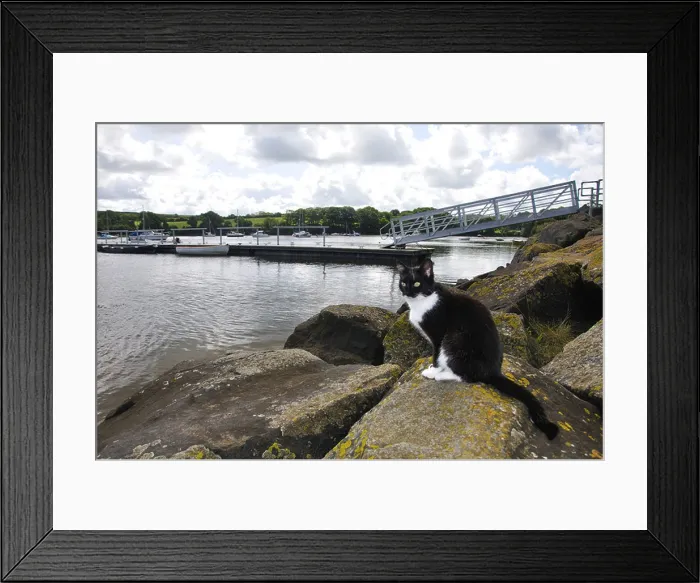 Framed Print : Cat sat on river bank, River Teifi, St Dogmaels