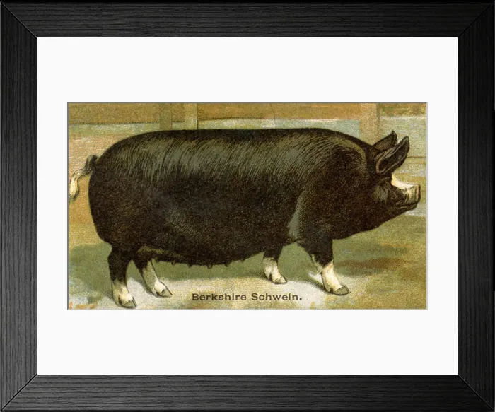 Framed Print : Domestic pig, Pork breed: Berkshire pig Sus scrofa domesticus, (agricultural book, 1898)