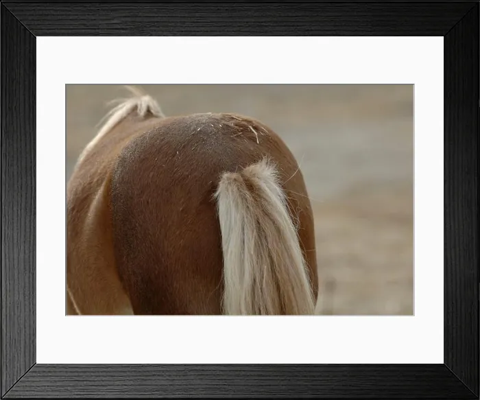 Framed Print : Chestnut coloured horse with chafed tail Framed Print : Chestnut coloured horse with chafed tail