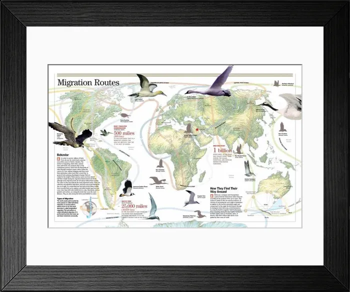 Framed Print : Infographic on bird migration: behavior, types, routes and guidance. [QuarkXPress (.qxp); 6259x4015]