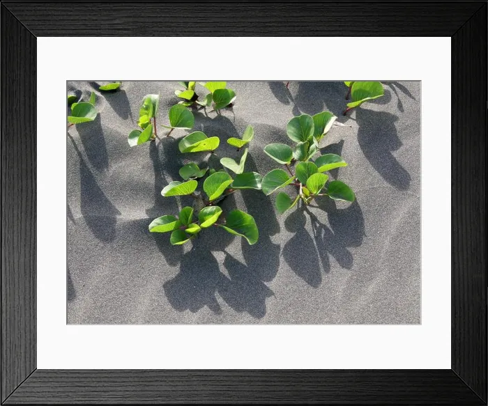 Framed Print : Seaside Bean or Bay Bean, Canavalia rosea, Fabaceae. Costa Rica Framed Print : Seaside Bean or Bay Bean, Canavalia rosea, Fabaceae. Costa Rica