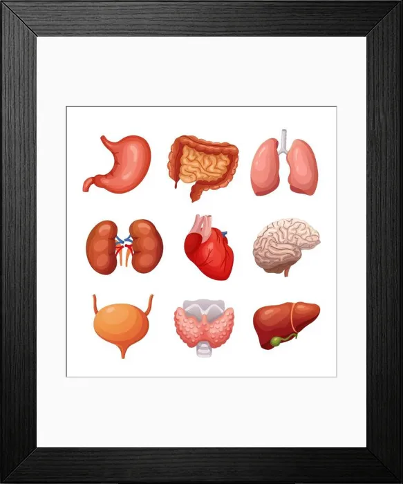 Framed Print : Human internal organs. Stomach and lungs Framed Print : Human internal organs. Stomach and lungs