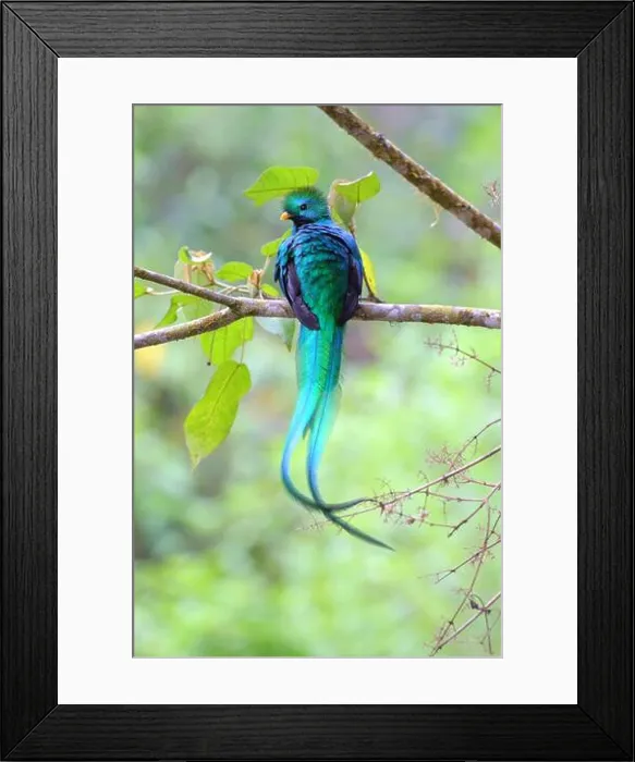 Framed Print : A beautiful adult male Resplendent Quetzal (Pharomachrus mocinno) Framed Print : A beautiful adult male Resplendent Quetzal (Pharomachrus mocinno)