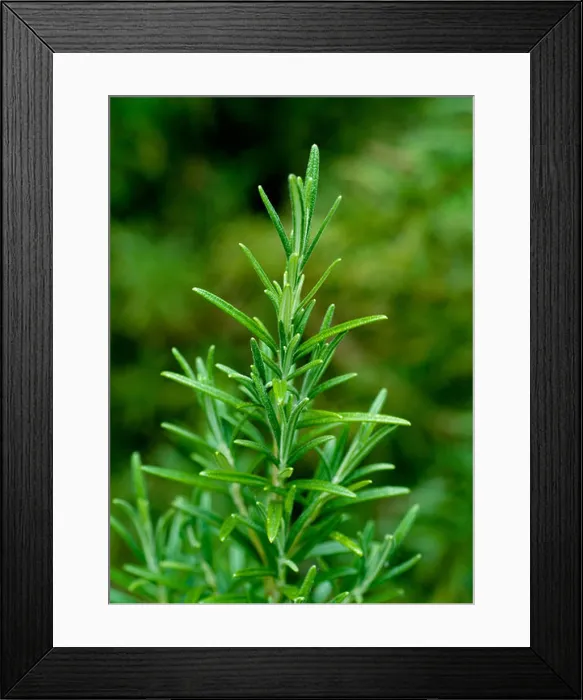 Framed Print : ROSEMARY PLANT GROWING IN A VEGETABLE GARDEN ( ROSMARINUS OFFICINALIS ) Framed Print : ROSEMARY PLANT GROWING IN A VEGETABLE GARDEN ( ROSMARINUS OFFICINALIS )