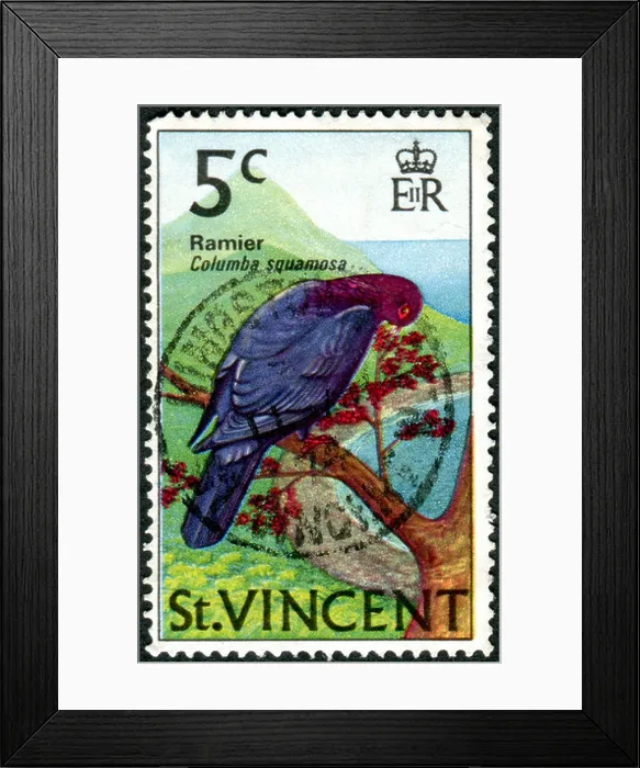 Framed Print : A postage stamp printed in Saint Vincent, shows a bird Scaly-naped Pigeon (Columba squamosa) Framed Print : A postage stamp printed in Saint Vincent, shows a bird Scaly-naped Pigeon (Columba squamosa)