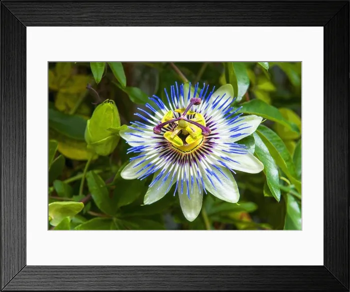 Framed Print : Passiflora caerulea, the blue passionflower Framed Print : Passiflora caerulea, the blue passionflower