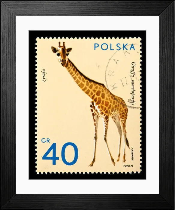 Framed Print : Postage stamp from Poland depicting a giraffe (Giraffa camelopardis) Framed Print : Postage stamp from Poland depicting a giraffe (Giraffa camelopardis)
