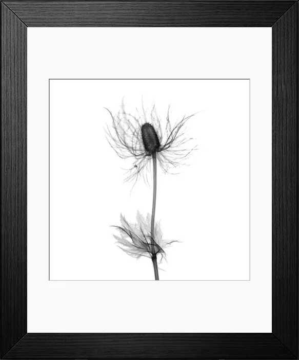 Framed Print : Milk thistle (Silybum marianum), X-ray Framed Print : Milk thistle (Silybum marianum), X-ray