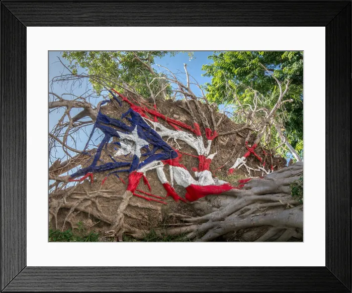 Framed Print : The puerto rican flag painted over the roots of a fallen tree after hurricane Maria Framed Print : The puerto rican flag painted over the roots of a fallen tree after hurricane Maria