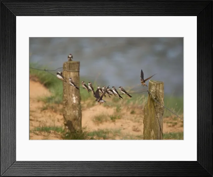 Framed Print : Sand martin group Riparia riparia or European collared migratory passerine bird Framed Print : Sand martin group Riparia riparia or European collared migratory passerine bird