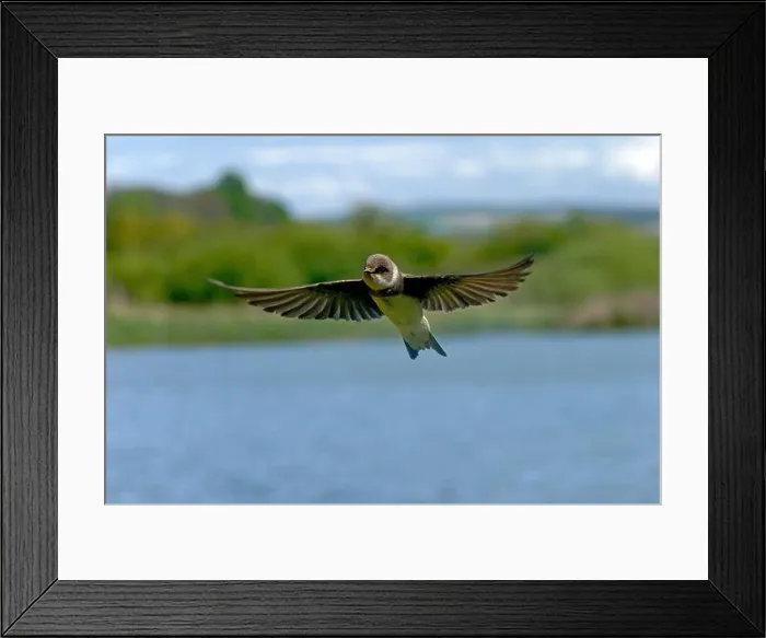 Framed Print : Sand martin-Riparia riparia in flight